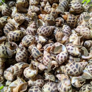 Ốc Hương Size 80/120 – hình 2 – Kho Lạnh Dĩ An