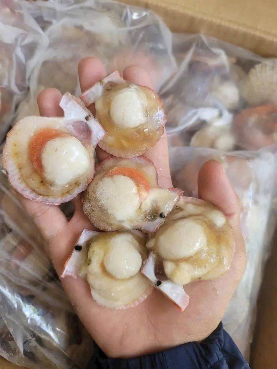 SÒ ĐIỆP NỬA MẢNH (40/50C) – THÙNG 10KG