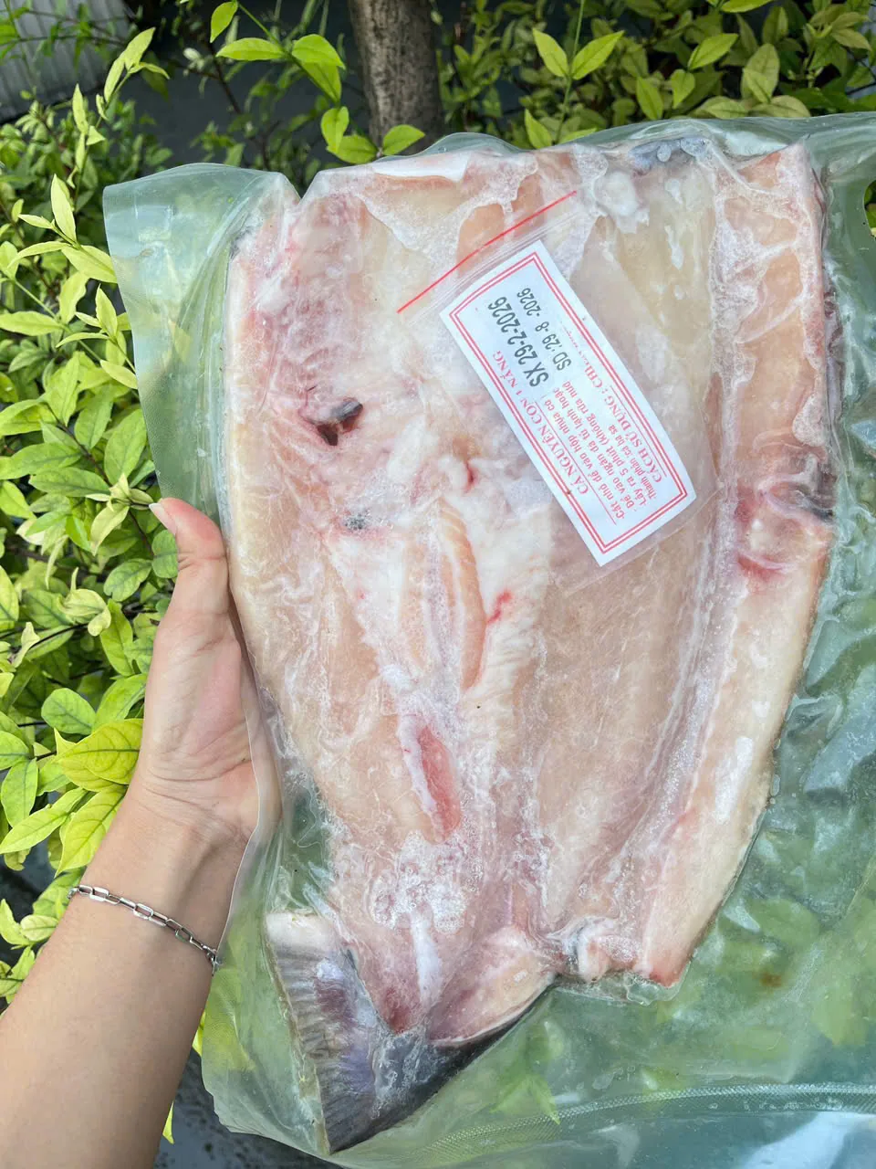 VV CÁ DỨA 1 NẮNG NGUYÊN CON